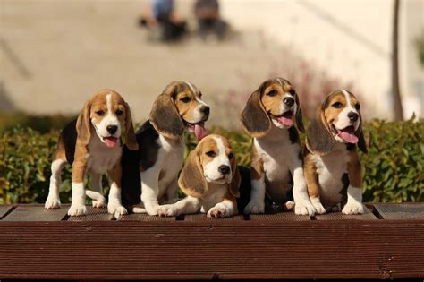 Baby Beagles Wallpapers Wallpaper Cave