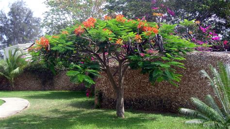 E' una pianta che fiorisce d'inverno, anche nel mese di gennaio, e i suoi fiori sono estremamente decorativi. Piante e Fiori nella Tembo Court - Kenya Vacanze