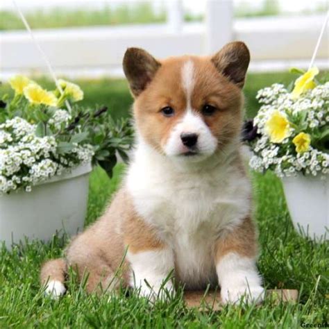 Puppies and dogs for sale in usa on puppyfinder.com. Pembroke Welsh Corgi Puppies for Sale | Greenfield Puppies