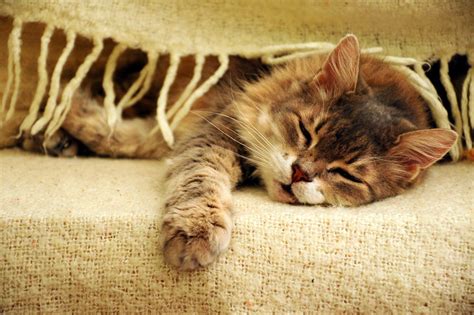 Reupholstering a sofa to a high standard is a real craft: How Much Do Cats Cost? | Should I Get A Cat? | Cats ...