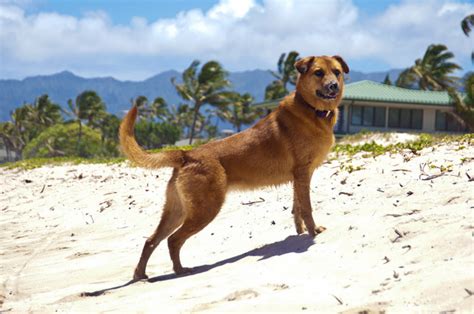 The microchip number will be used to identify your dog upon arrival in hawaii and the number is used on the blood test that your dog will need to pass. 70 Hawaiian Dog Names | PetHelpful