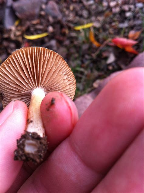 Need Help Identifying These Shrooms I Found Mushroom Hunting And