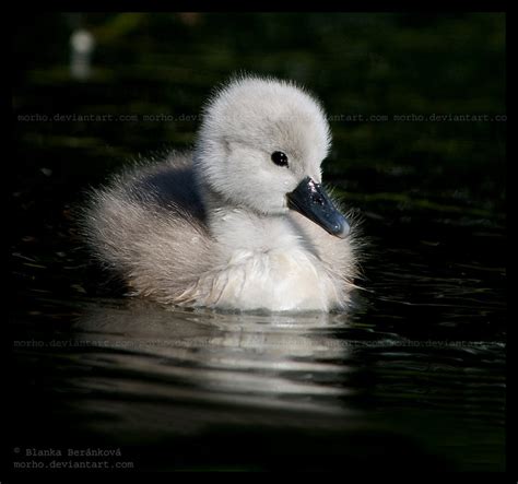 Swan Duckling Isnt He So Cute Birds Photo 36100369 Fanpop