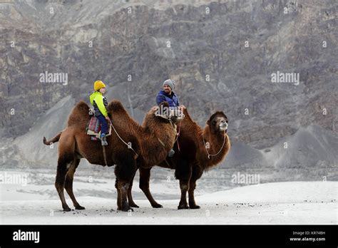Father And Son Riding Double Hump Camel And Crossing The Desert In The