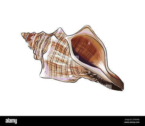Sea Shell From A Splash Of Watercolor Colored Drawing Realistic