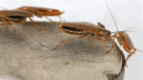 Health Problems Caused By Cockroaches Angies List