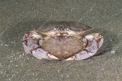 Atlantic Rock Crab Stock Image C0559094 Science Photo Library