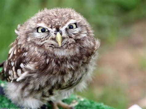 Download A Whimsical Hoot An Adorable Owl Caught In A Lively Moment