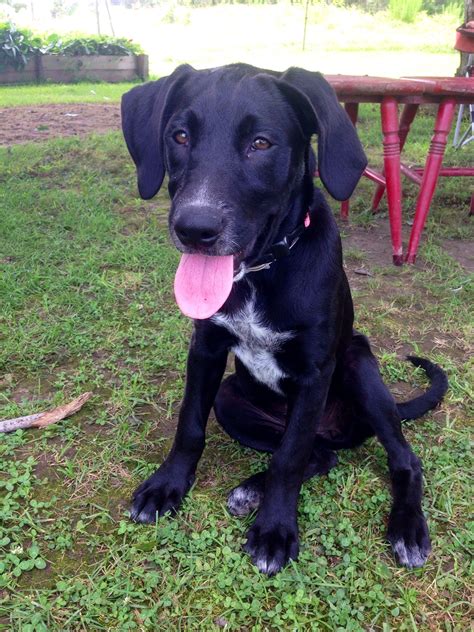 But, if you're seeking an active, friendly, and intelligent dog, the beagador could be perfect for you. Black lab/ hound mix | Doggy, Furry friend, Dog training