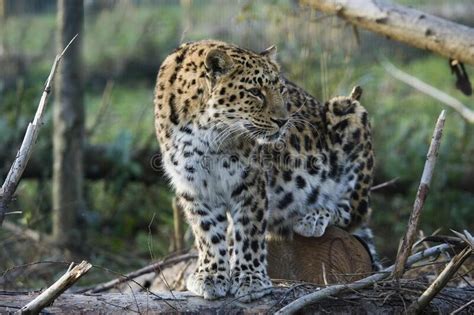 Amur Leopard Panthera Pardus Orientalis Adult Sitting Looking Around