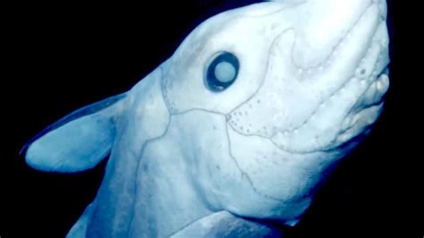 Chimaera Ghost Shark Deepsea Oddities Youtube