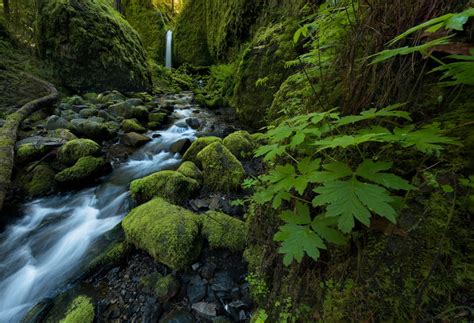 Stream Stones Waterfall Moss Columbia River Gorge Leaves Ruckel