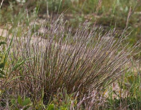 Little Bluestem Missouri Department Of Conservation