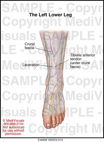 Medivisuals The Left Lower Leg Medical Illustration