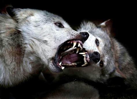 Wolves Fighting Wolves Fighting Timber Wolves Two Wolves