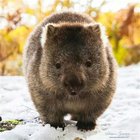 Pin By Cari Reed On ♥of Animals Cute Wombat Australia Animals Wombat