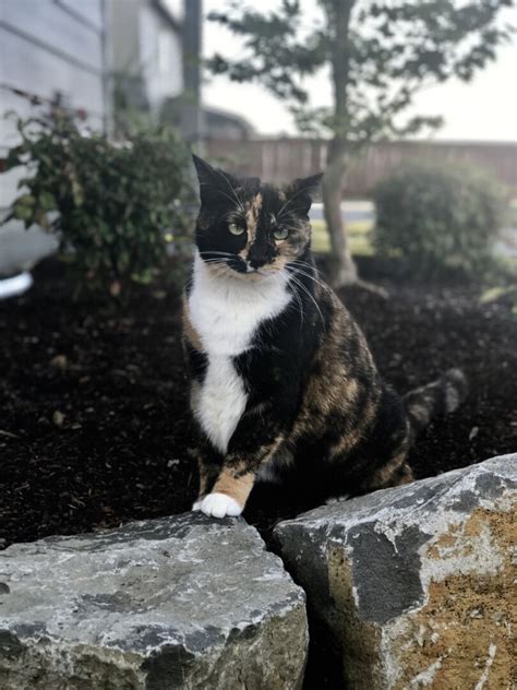 If all a cat's whiskers, or even most of them on one side, are damaged or cut, you may have a dizzy kitty for the two to three months it can take for. Lost Cat (La Center, Washington) - Scarlett