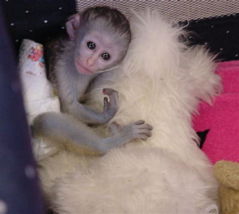 Baby Capuchin Monkey For Free Adoption And For Sale Pet Monkey Baby