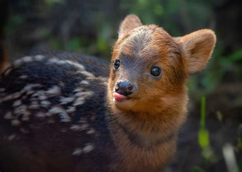 The Pudu The Worlds Smallest Deer Animals Baby Animals Funny