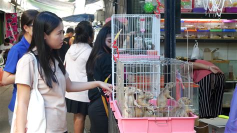 Chatuchak Pet Market By Airportels