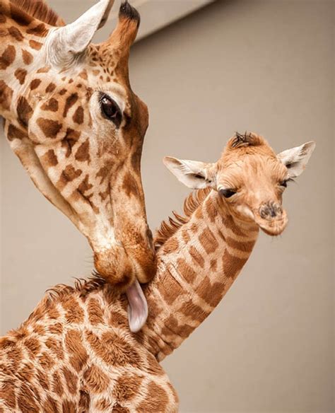 Baby Giraffe Snuggles Up To Mother In Adorable Photographs Nature