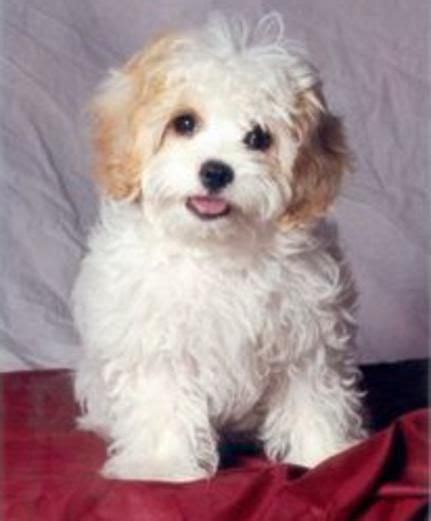 We did not find results for: Cavachons,Cavachon,Puppies, Arizona, | Cavachon puppies ...