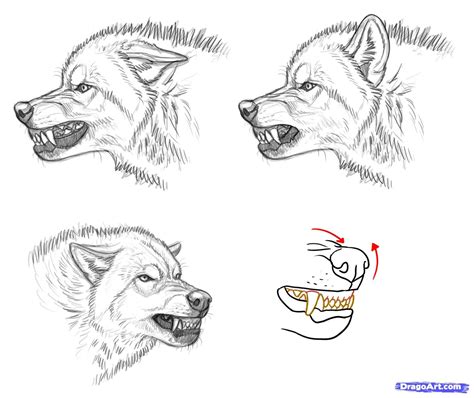 How To Draw An Angry Wolf Step By Step Forest Animals Animals Free