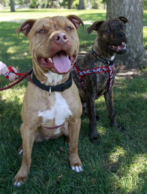 Changing Minds Finding Homes Pit Bull Rescue Group Hopes