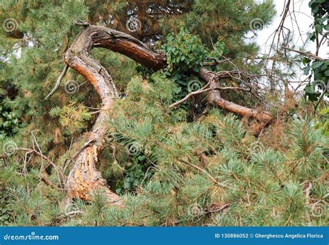 Autumn Contorted Tree Trunk At Botanical Garden Macea Arad County