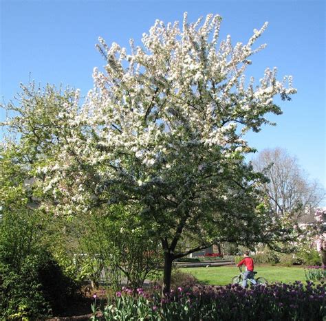 Plantfiles Pictures Flowering Crabapple Donald Wyman Malus By