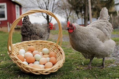 How To Collect And Clean Chicken Eggs