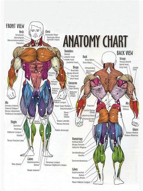 Muscle names are actually quite interesting. "Anatomy Chart - Muscle Diagram" Spiral Notebook by ...