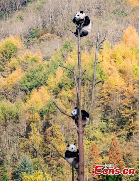 Giant Pandas Play In Wolong