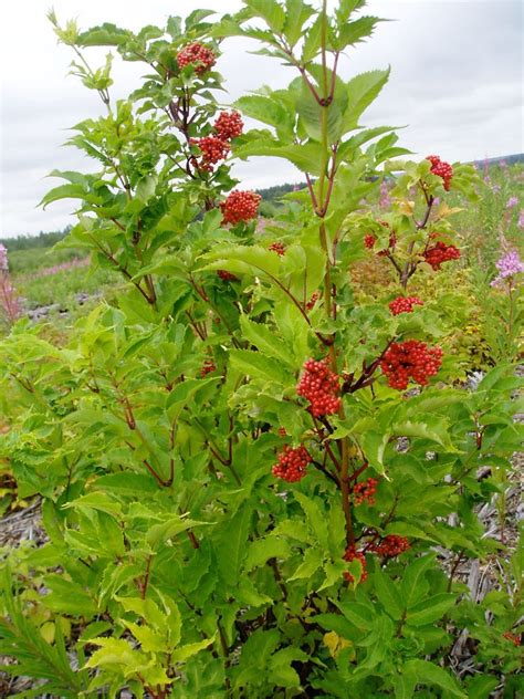 Red Elderberry Awes Agroforestry And Woodlot Extension Society Of