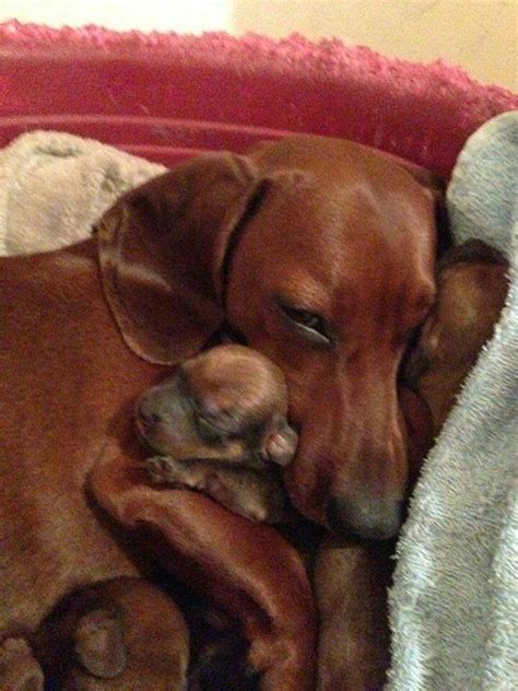 Mama Loves Her Babies Cute Dogs Weenie Dogs Dog Cat