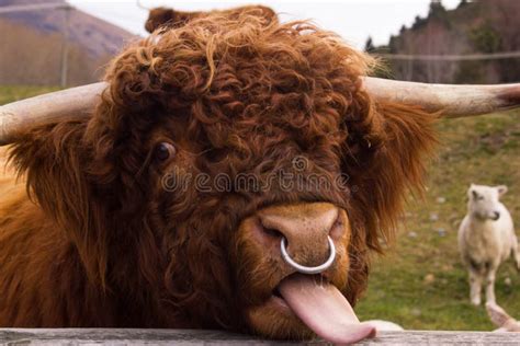 Highland Cow Sticking Tongue Out Stock Photo Image Of Queensland