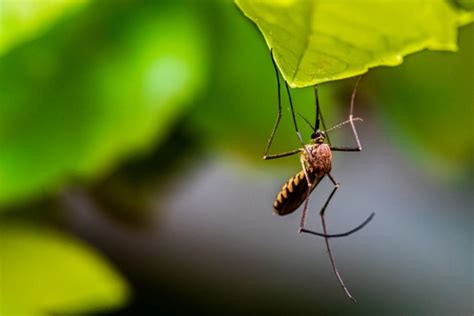 Anopheles Mosquitoes Are More Resistant To Insecticides Thanks To