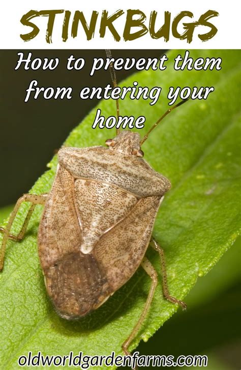 How To Keep Stink Bugs Out The Simple Secrets To Stink Bug Control
