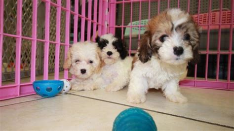 Beautiful Little Cavachon Puppies For Sale Georgia Local Breeders