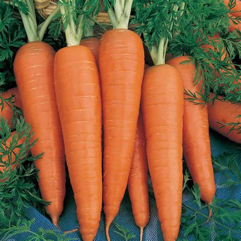 Organic Danvers 126 Carrot Seeds 1 G ~600 Seeds Non Gmo Heirloom