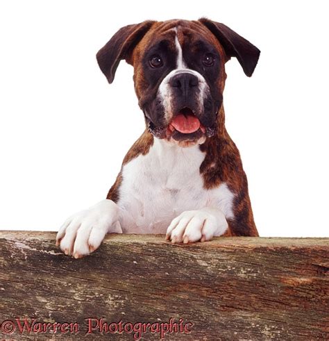 Dog Boxer With Paws Up On A Fence Photo Wp07854