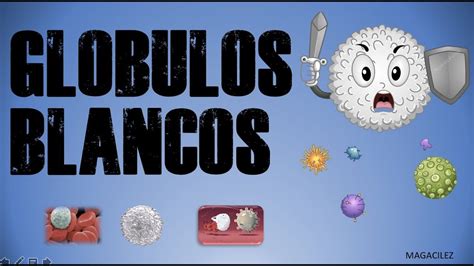 GLOBULOS BLANCOS YouTube