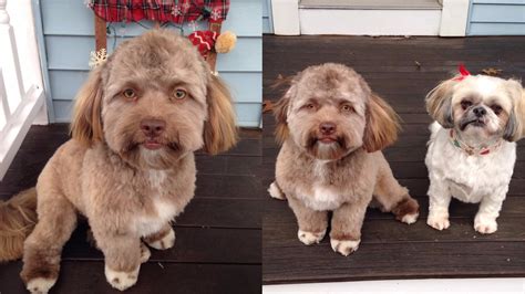 This Dog Has An Oddly Human Like Face And People Are Shocked Bt