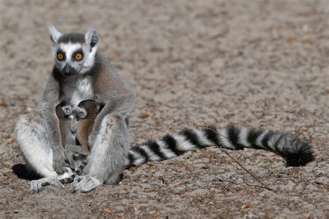 Ring Tailed Lemur Babies Born In Debrecen Zoo Hungary Today