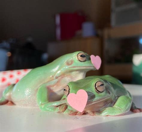 Cute Froggies Send These To Ur Valentine Frog Pictures Pet