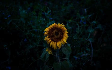Download Wallpaper 3840x2400 Sunflower Blooms Field Yellow Dark 4k