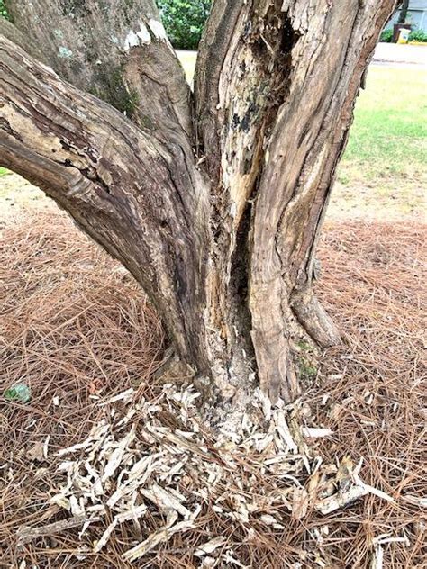 Pileated Woodpecker Damage To Maple Tree Trunk Walter Reeves The