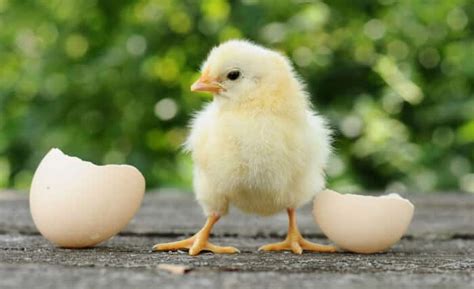 How To Hatch Chicken Eggs The Complete Guide
