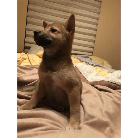 Maybe you would like to learn more about one of these? Female Shiba inu puppy for sale in Denver, Colorado - Puppies for Sale Near Me