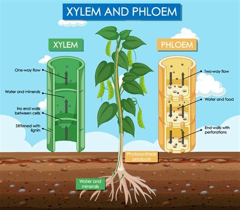 Diagram Showing Xylem And Phloem Plant 6611371 Vector Art At Vecteezy